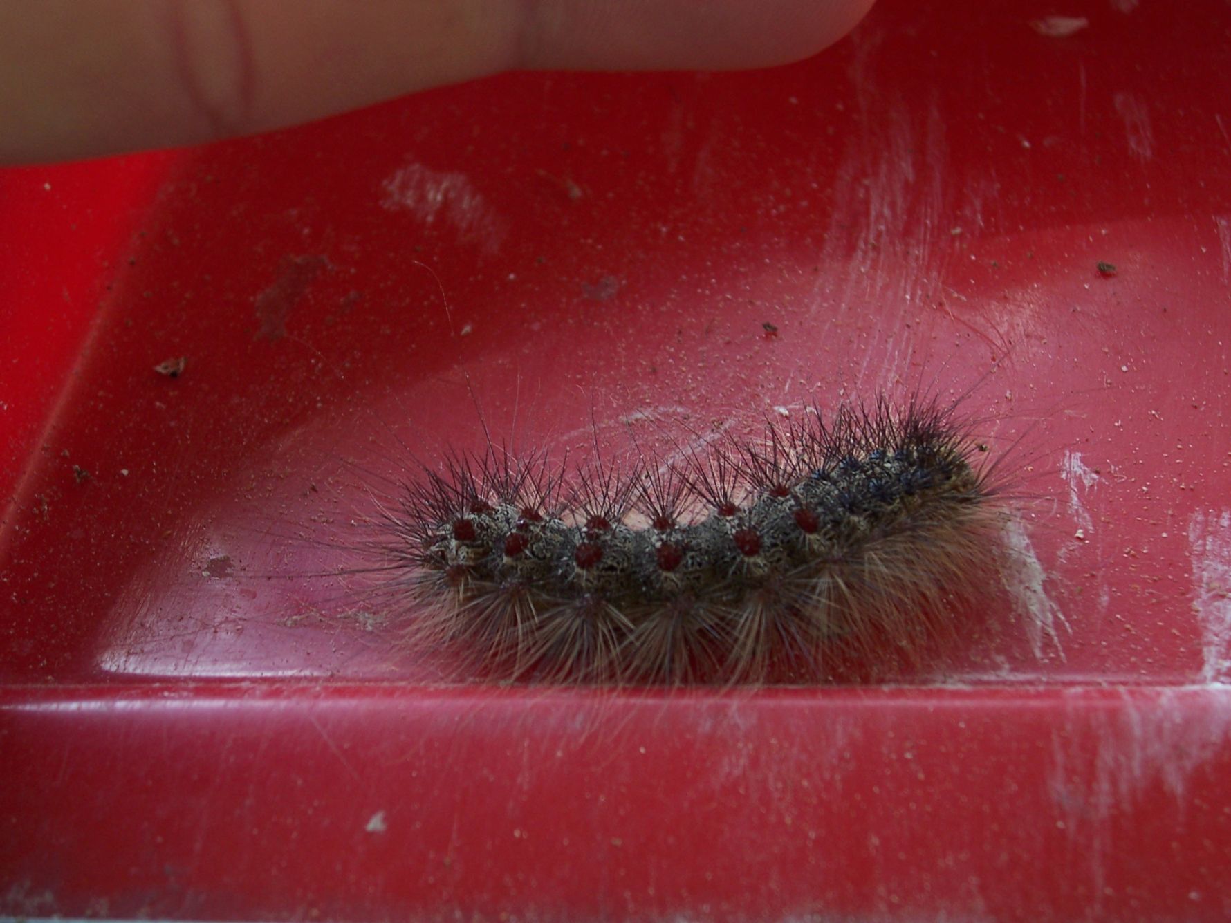 Processionaria? - No, Lymantria dispar